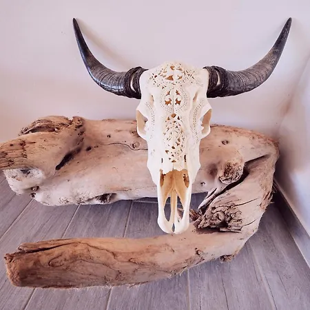 Avec Jardin Et Piscine Calvi (Corsica)